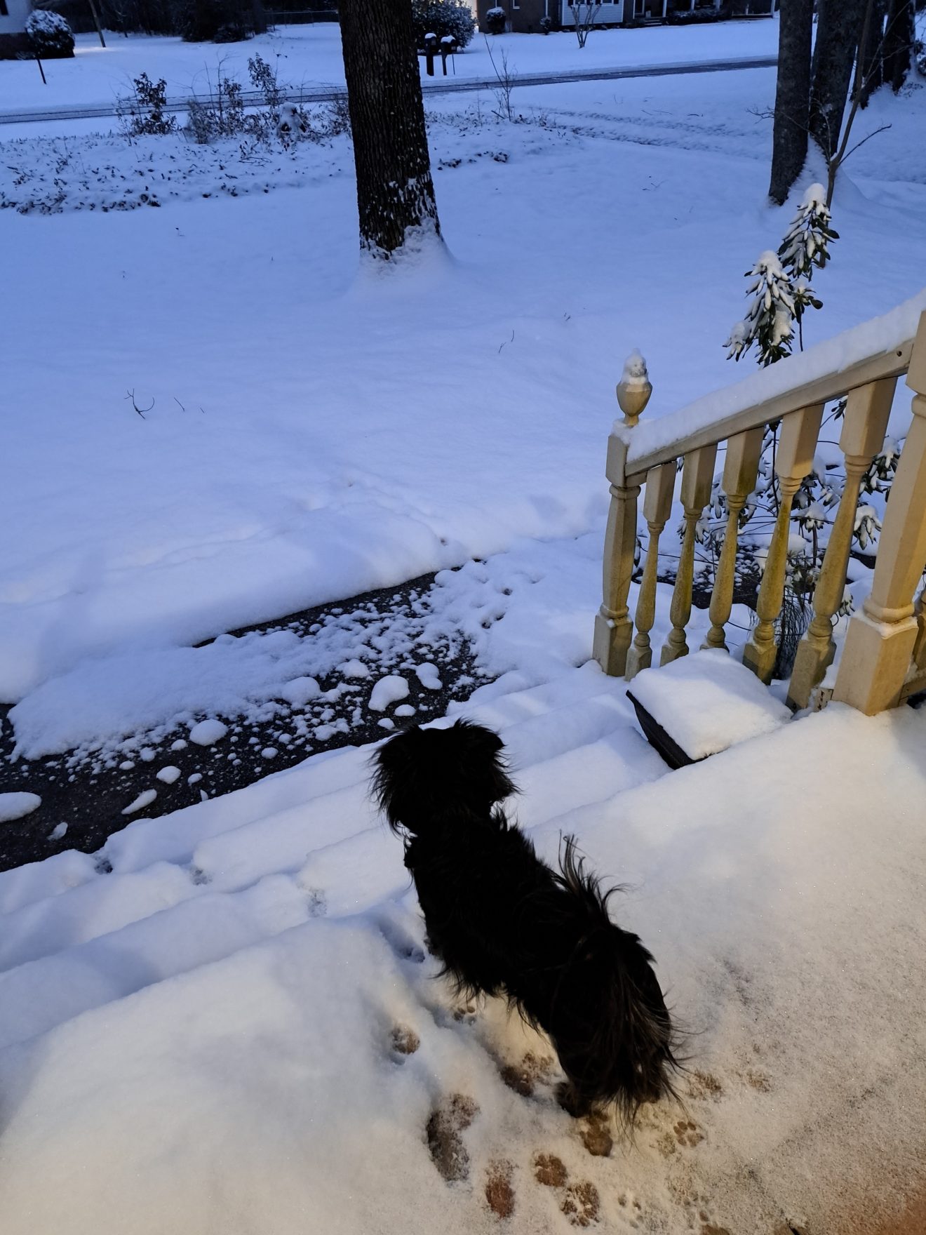 Finn surveying the snow