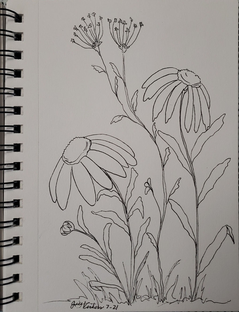 Botanical Watercolor Sketch by Jill Vickers