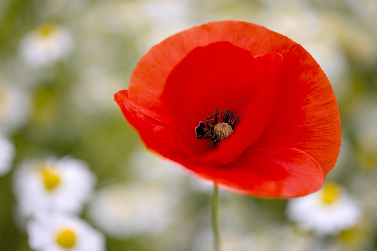 Artist's Choice 2025 - Remembrance Poppy Award