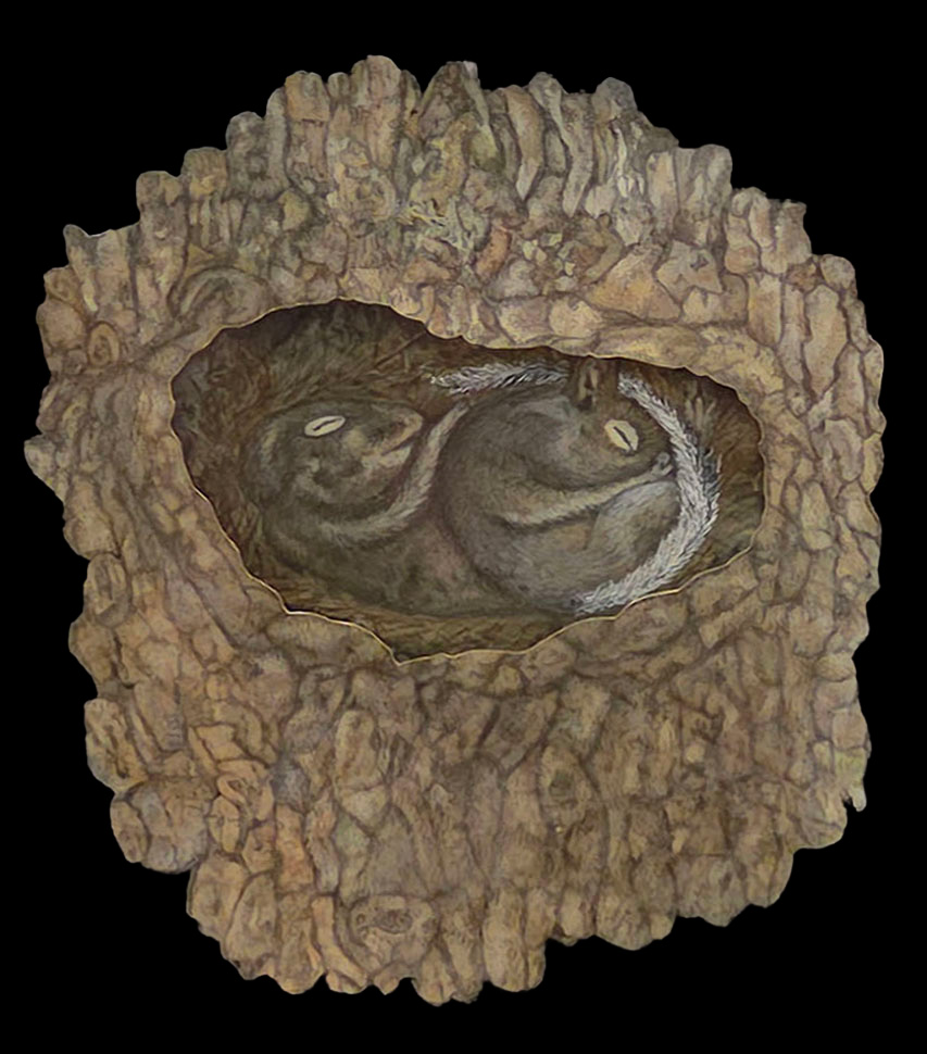 2nd Place Baby Squirrels by Pamela Britt